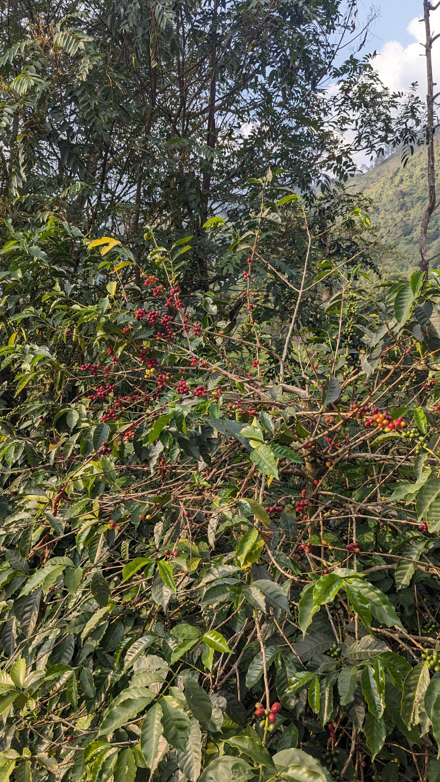 Coffee tree with ripe/almost ripe cherries